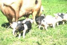Ferien auf dem Bauernhof - Schweine mit ferkeln